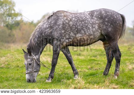 Beautiful Gray Horse Grazing In Summer Field. Green Pasture With Feeding Farm Stallion.