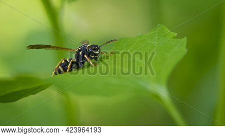 Wasp On A Green Leaf. Parts Of The Body Of A Wasp Close-up. Insect Close-up. Yellow Pattern On The B