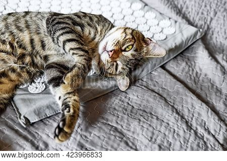 Funny Tabby Cat Lying On Acupressure, Acupuncture Mat On The Bed. Alternative Medicine And Home Mass