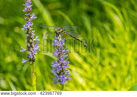 Large Yellow Dragonfly Sitting On Top Of A Purple Pickerelweed Aquatic Plant In A Pond With Bright T
