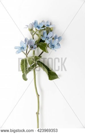 Flower Hackelia Velutina Isolated On White Background