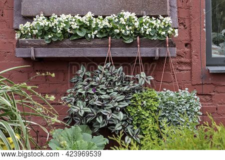 Begonia With White Flowers In A Long Wooden Box, Various Types Of Tradescantia In A Terracotta Pot, 