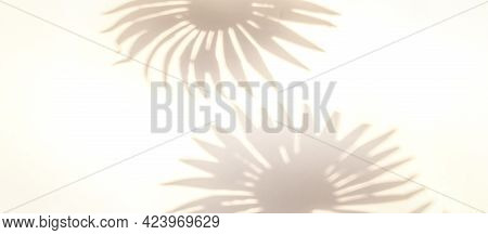 Shadow Summer Background. Plant Leaf Shadows On White Wall In Abstract Tropical Sunlight Texture. Fl