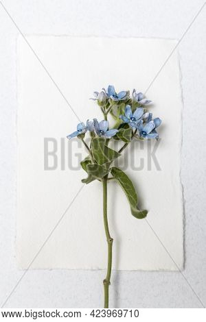 Flower Hackelia Velutina Isolated On White Background. Frame. Mock Up