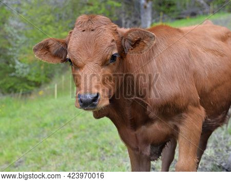 Portrait Of A Cute Young Calf In A Meadow And Looking Camera