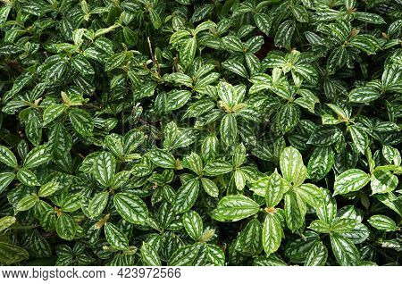 Lush foliage of decorative plant Pilea cadierei (Alumnium Plant). Natural green background.           