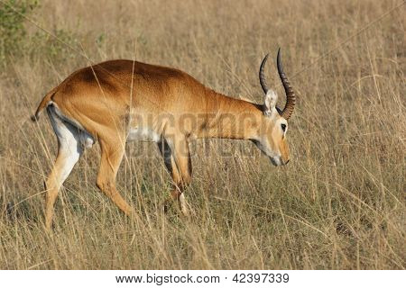 Uganda Kob In Africa