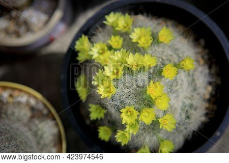 Top View Of Mammillaria Baumii Yellow Flower