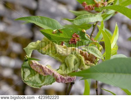 Peach Leaf Curl. Fruit Tree Infected With Taphrina Deformans In The Early Summer. Fungus And Plant P