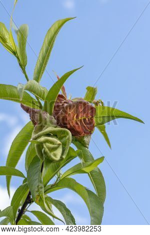 Peach Leaf Curl. Fruit Tree Infected With Taphrina Deformans In The Early Summer. Fungus And Plant P