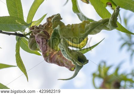 Peach Leaf Curl. Fruit Tree Infected With Taphrina Deformans In The Early Summer. Fungus And Plant P