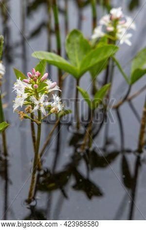 Menyanthes trifoliata in Jizerske Mountains, Northern Bohemia, Czech Republic