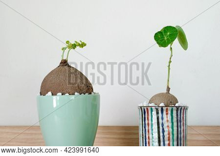 Stephania Erecta In A Minimalist Ceramic Pot On White Background.