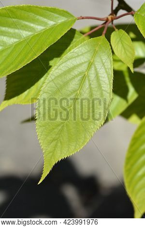 Japanese Flowering Cherry Kanzan Leaves - Latin Name - Prunus Serrulata Kanzan