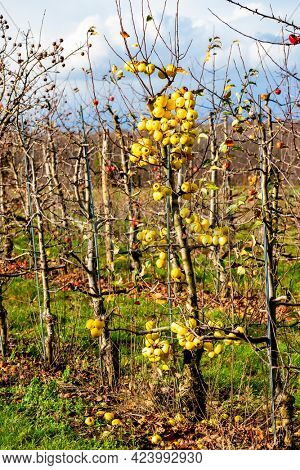 orchard with apples, Southern Moravie, Czech Republic