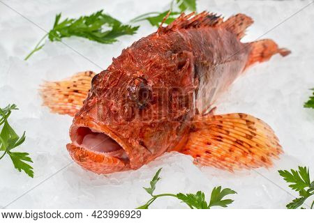 Close Up Of Fresh Red Scorpionfish On Crushed Ice Cubes With Decorative Green Parsley Leaves.