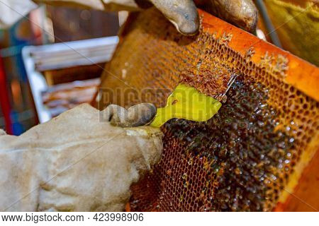 Apiarist In Protective Gloves Is Uncapping Honey Cells With A Beekeeper Fork, Tool For Opening Or Re