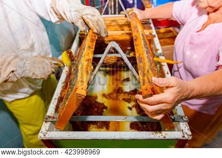 Two Apiarists, Men In Protective Gloves And Older Woman Are Uncapping Honey Cells With A Beekeeper F