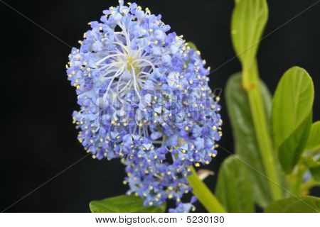 Ceanothus