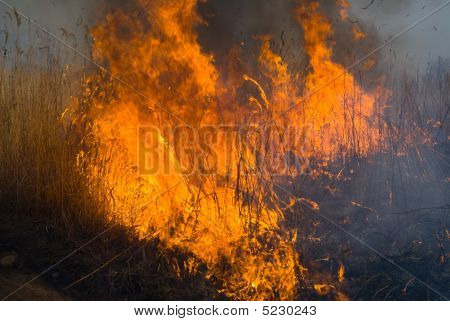 Plamen Brushfire