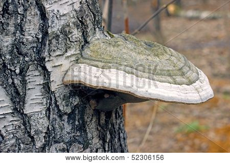 Bracket Fungus Fungus On The Trunk Of An Old Birch Tree