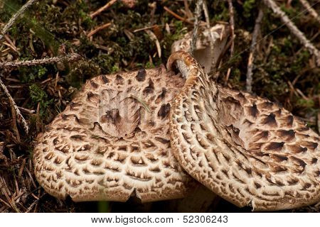 Sarcodon Imbricatus In Romania's Woods
