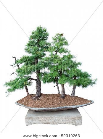 Bonsai tree with white background - Larch - Larix decidua