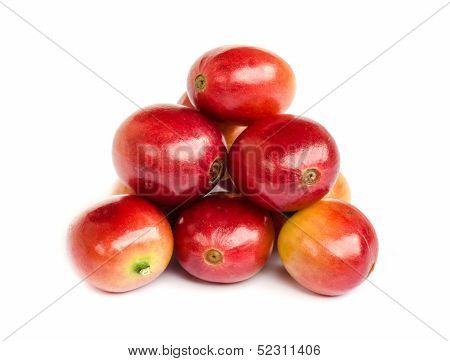 Red Ripe Coffee Beans.
