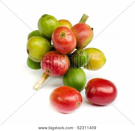 Red Ripe Coffee Beans.
