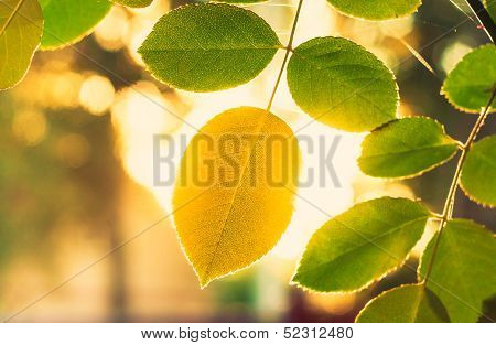 Autumn Yellow Leaf Among Green Foliage