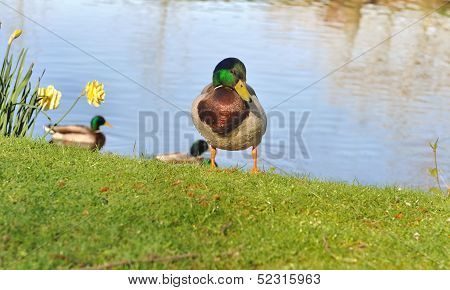 Ducks