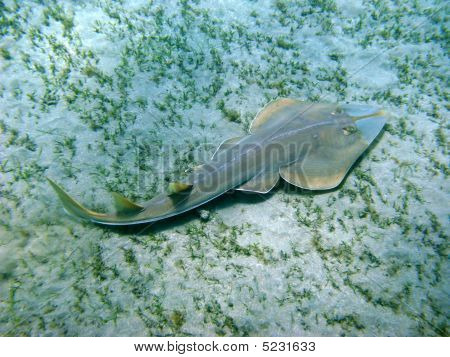beaked Geigenrochen