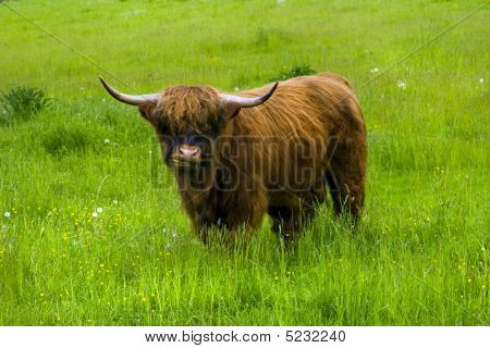 Scottish Highland gado