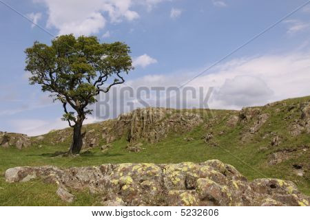Tree Hill, Drystone væg og Sky i Lake District
