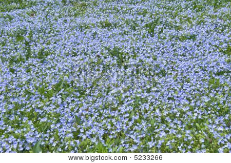Feltet blomster