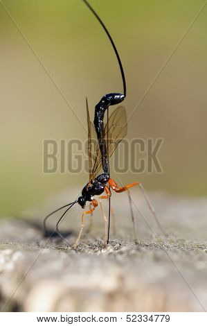 wood wasp - macro