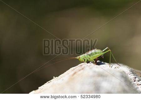 Tender cricket in ovulation