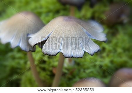 Glistening Inkcap