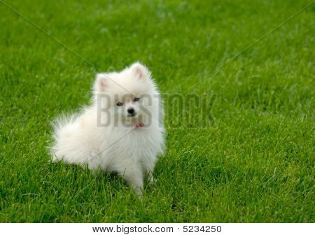 Chiot Pomeranian blanc sur pelouse, place pour texte