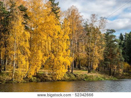 Golden forest