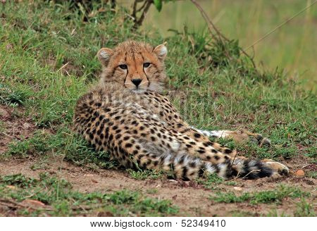 Cheetah Cub