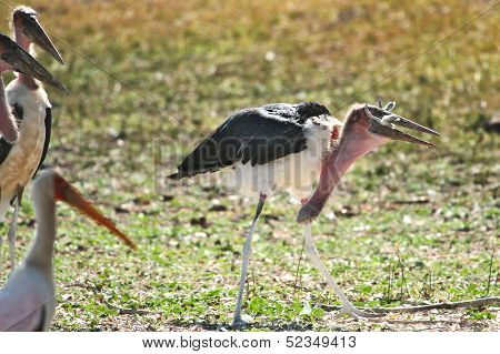 Maribou Stork eating chick