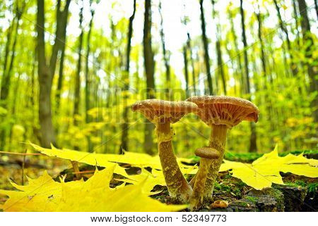 Mushrooms Among Fallen Leaves In The Autumn Forest.