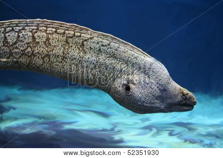 Murena Fish Underwater Close Up