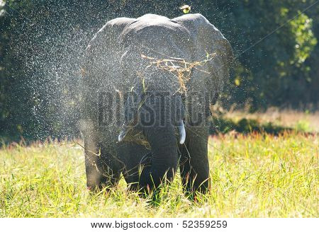 Elephant Bathing