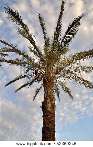 Looking A Palm