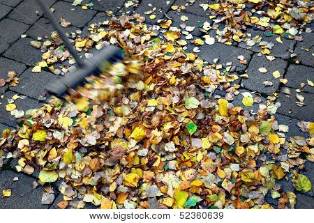 Seeping Up Autumn Leaves