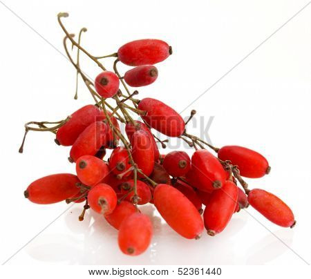 ripe barberries on branch isolated white