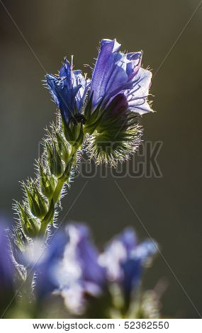 Backlit Purple Flowers And Leaves,
