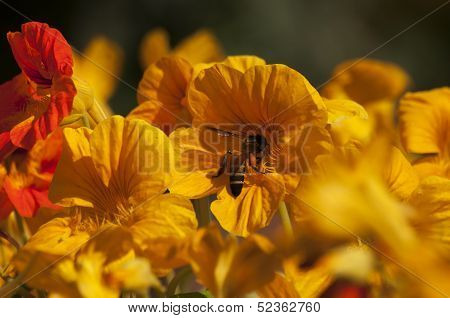 Honey Bee Collecting Nectar From Yellow Flowers